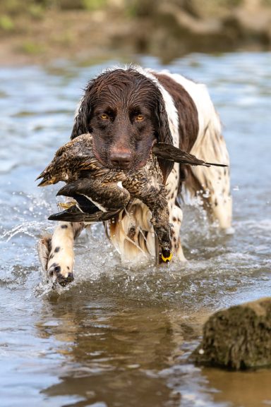 Ein Springer Spaniel zieht einen Entenentwurf aus dem Wasser.